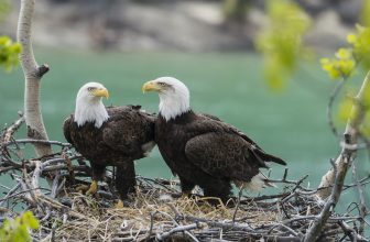 yukon eagles
